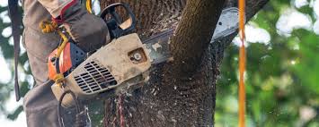 Best Palm Tree Trimming  in Shrub Oak, NY