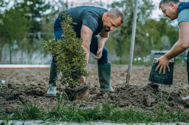 Trusted Shrub Oak, NY Tree Services Experts