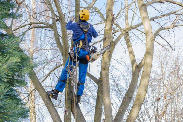Best Commercial Tree Services  in Shrub Oak, NY