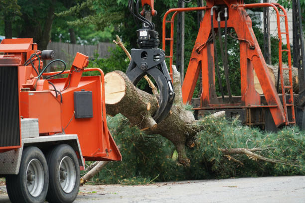 Best Leaf Removal  in Shrub Oak, NY